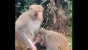 Bokep Full Monkey sucking penis lpar who taught them period period period rpar terbaru 2020