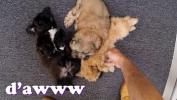 Bokep Video XXX PAWN Things Get Weird When Valerie White Brings Puppies Into Our Shop