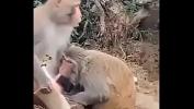 Nonton Bokep Monkey Masturbating terbaik