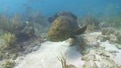 Bokep 2020 Undersea Exotic Fish Free HD Footage mp4