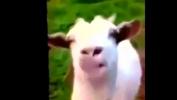 Download Film Bokep La Cabra sol The Goat