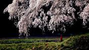 Bokep HD Japanese Spring