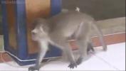 Video Bokep love for cat monkey 3gp online