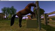 Bokep Online secod life game 3d porno animal horrse sex human feral animation hot