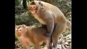 Download Video Bokep Funny animal hindi sex video 2020