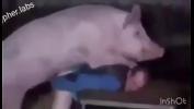 Bokep Terbaru Funny short video with peppa pig man fuck with pig online