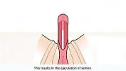 Nonton Bokep The male orgasm explained terbaru