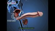 Video Bokep Terbaru Learn About the Male and female Reproductive Systems 3gp online