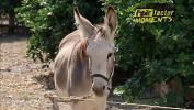 Bokep Baru Semen de Burro comma Gokkun comma tragando leche comma Fear Factor Donkey Juice