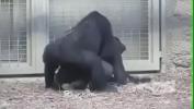 Bokep Video the gorilla has more strength during sex terbaik