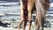 Video Bokep gaping my ass with an horse dildo among my horses gratis